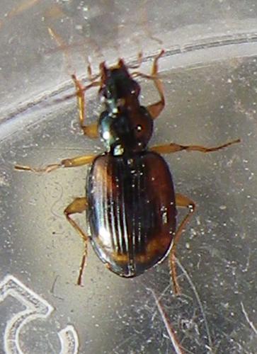 Bembidion sp.